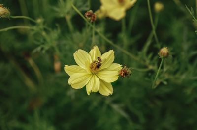 Close-up of insect on yellow flower