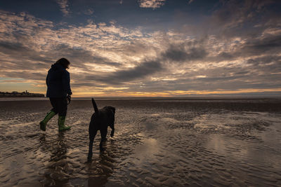 Dog on beach during sunset