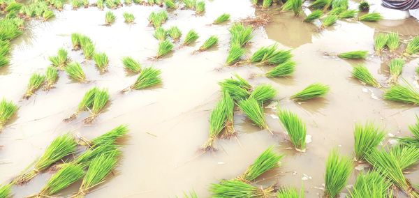 High angle view of plants