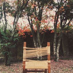 Chairs and table against trees