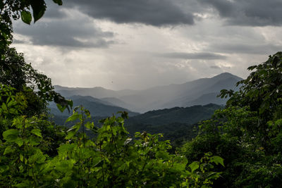 View of trees in forest against cloudy sky