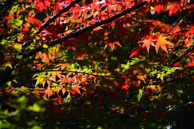 Close-up of maple leaves on tree