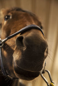 Close-up of horse