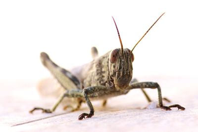 Close-up of lizard