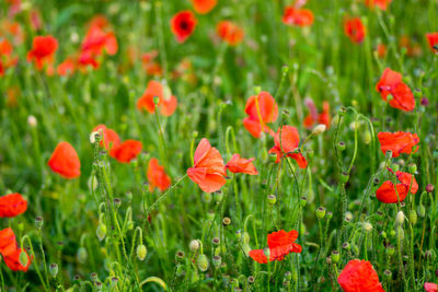 Close-up of red poppy flowers growing on field