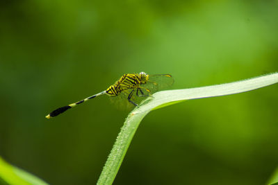 Close-up of insect on plant