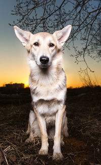 Portrait of dog standing on field during sunset