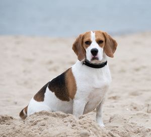 Close-up portrait of dog on beach