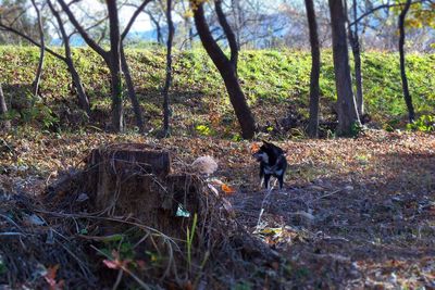 Dog on field in forest