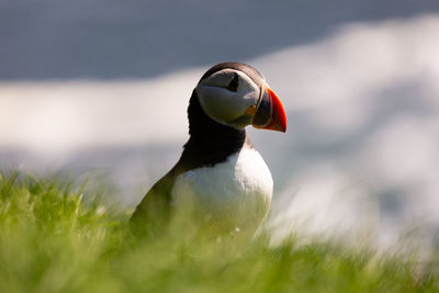 Close-up of a bird