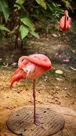 Close-up of bird