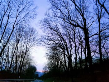 Low angle view of bare trees against sky