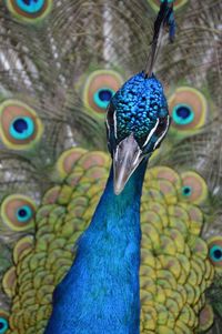 Close-up of peacock