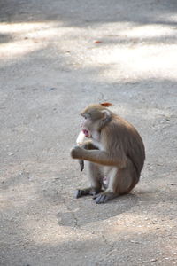 Lion sitting on ground