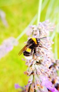 Close-up of bee on flower