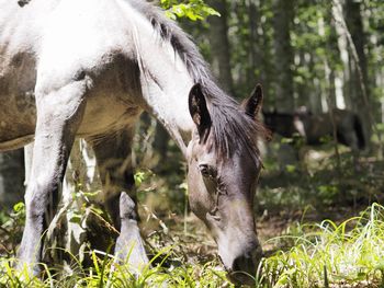 View of a horse on field