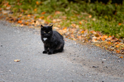 Portrait of black cat sitting on road