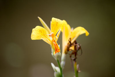 Close-up of yellow day lily blooming outdoors