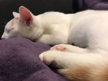 Close-up of cat sleeping