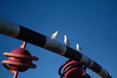 Low angle view of bird against clear blue sky