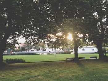 Trees growing in lawn