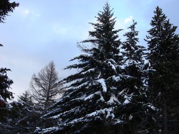 Low angle view of trees against sky