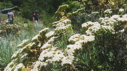 Panoramic shot of plants against trees