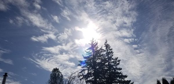 Low angle view of sunlight streaming through silhouette tree