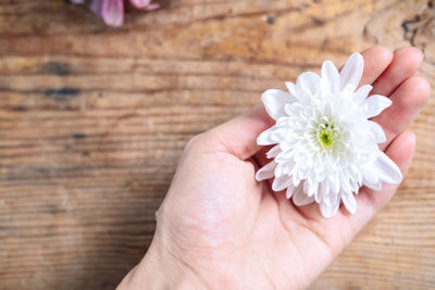 Cropped hand of woman holding flower