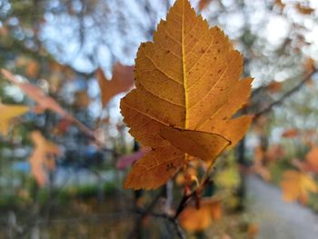 Close-up of maple leaf on tree