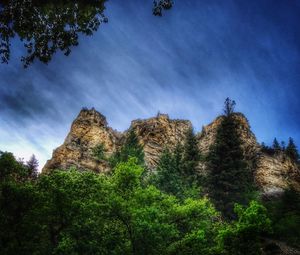 Low angle view of trees in forest against blue sky