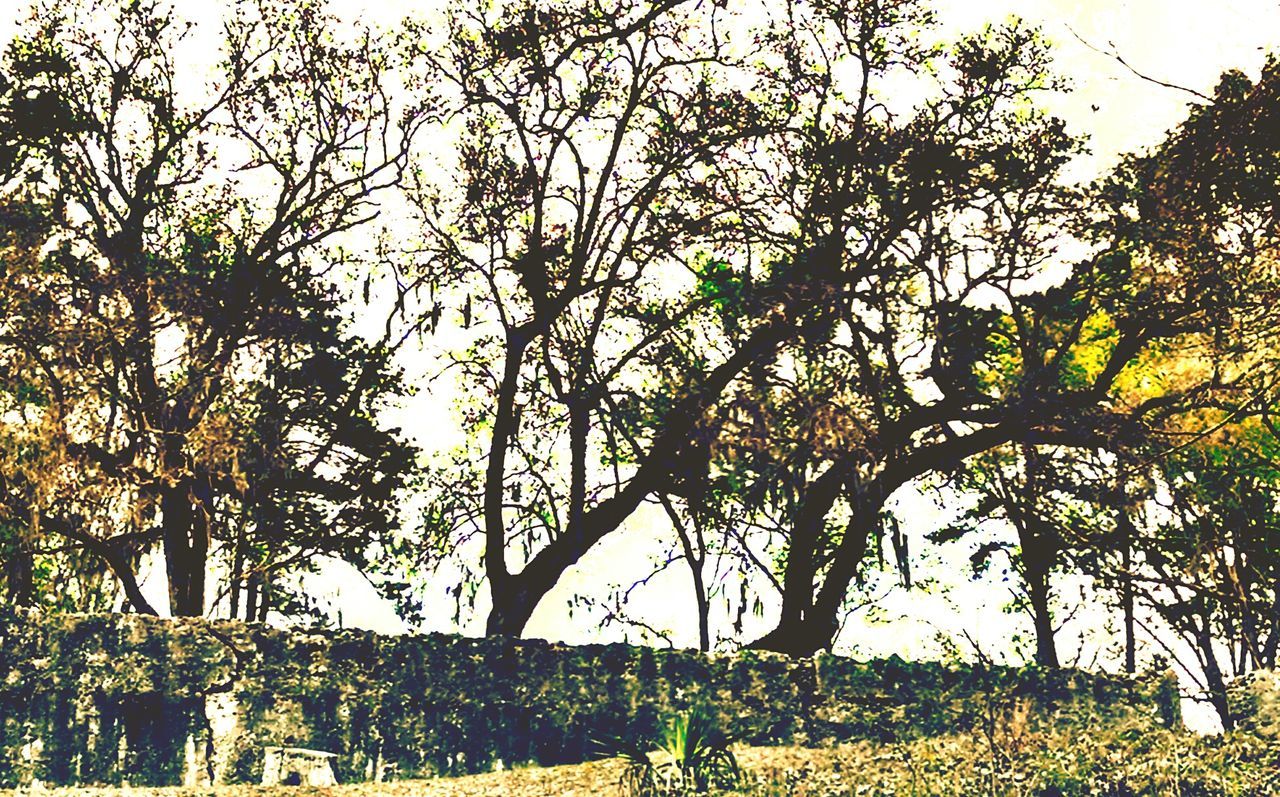 TREES AGAINST CLEAR SKY