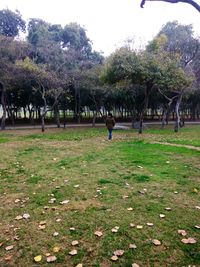 Trees on field in park against sky