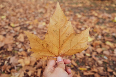 Close-up of hand holding maple leaf