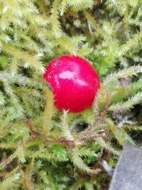 Close-up of plant