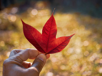 Close-up of hand holding maple leaf during autumn