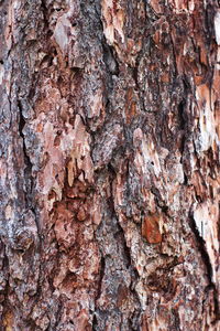 Full frame shot of tree trunk