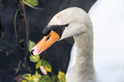 Close-up of swan swimming in lake