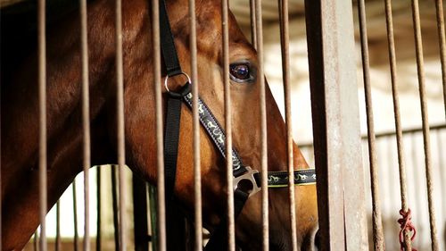 Close-up, horse muzzle with smart, big black eyes, in the stable. a brown young handsome horse