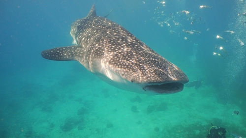 Fish swimming in sea