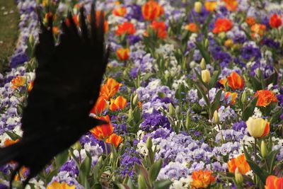 Close-up of purple crocus flowers