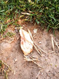 High angle view of dry plants on field