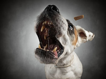 Close-up of a dog against gray background