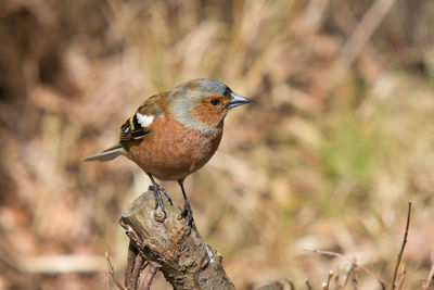 Chaffinch on a branch of a forest clearing