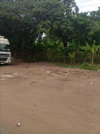 Road by trees on field in city