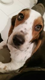 Close-up portrait of a dog