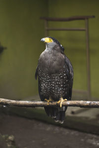 Close-up of bird perching on branch