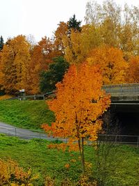 Trees and plants growing on field during autumn
