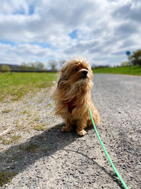 Dog looking away on field