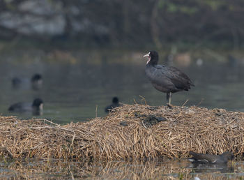 Bird perching on a lake